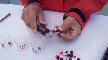En el CIEFAP de Esquel, Chubut, hacen estudios para la domesticación de las bayas silvestres y su uso sustentable