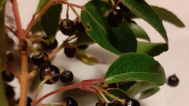 Se formó una plataforma entre organismos públicos que van a colaborar para definir prioridades de investigación sobre las bayas patagónicas