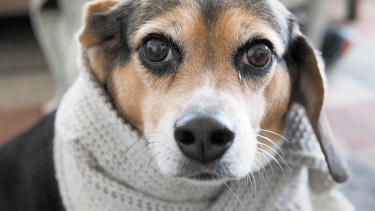 Las movidas solidarias permiten que los perros puedan tener al menos un poco de abrigo, para no sufrir las inclemencias temporales.