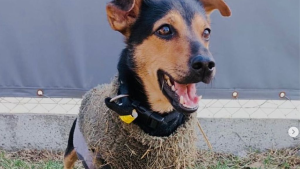 El perro «Coco» terminó la cuarentena y viaja a Córdoba a reencontrarse con su familia