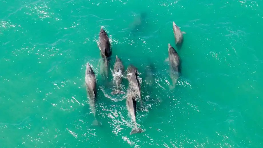 Delfines en el Golfo San Matías, se pueden ver todo el año en Las Grutas. Foto: Seba Leal