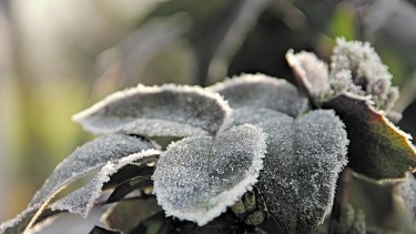 Las heladas pueden poner en riesgo nuestro jardín si no tomamos las precauciones necesarias.