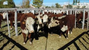 La UNRN organiza una seminario sobre «Nutrición Animal y Calidad de Carnes»