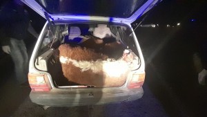 Tres casos de faena clandestina con pocas horas de diferencia en Viedma y Conesa