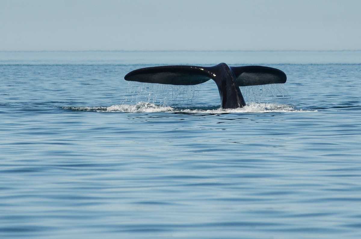 La ballena franca N° 114 ya fue fotografiada en Las Grutas. Comienza la temporada de avistaje en la costa de Río Negro Foto: Martín Brunella