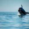 Imagen de «¡Mirá eso culiau!» Son cordobeses, iban en lancha en Puerto Madryn, apareció la ballena… y el video es genial