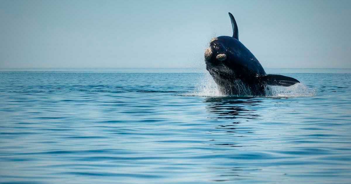 «¡Mirá eso culiau!» Son cordobeses, iban en lancha en Puerto Madryn, apareció la ballena… y el video es genial thumbnail