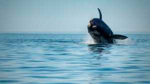 «¡No se puede creer!» Son cordobeses, iban en lancha en Puerto Madryn, apareció la ballena… y el video es genial