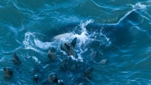 Las orcas llegaron a La Lobería y realizaron los primeros ataques