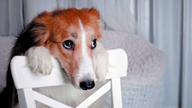 Fortalecer su flora intestinal con probióticos.