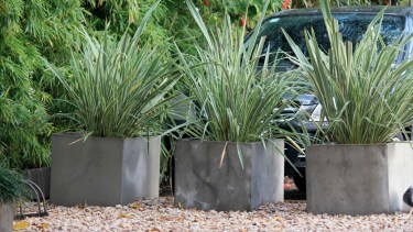 Los phormios pueden ser muy decorativos para nuestro jardín o patio delantero, incluso en macetas.