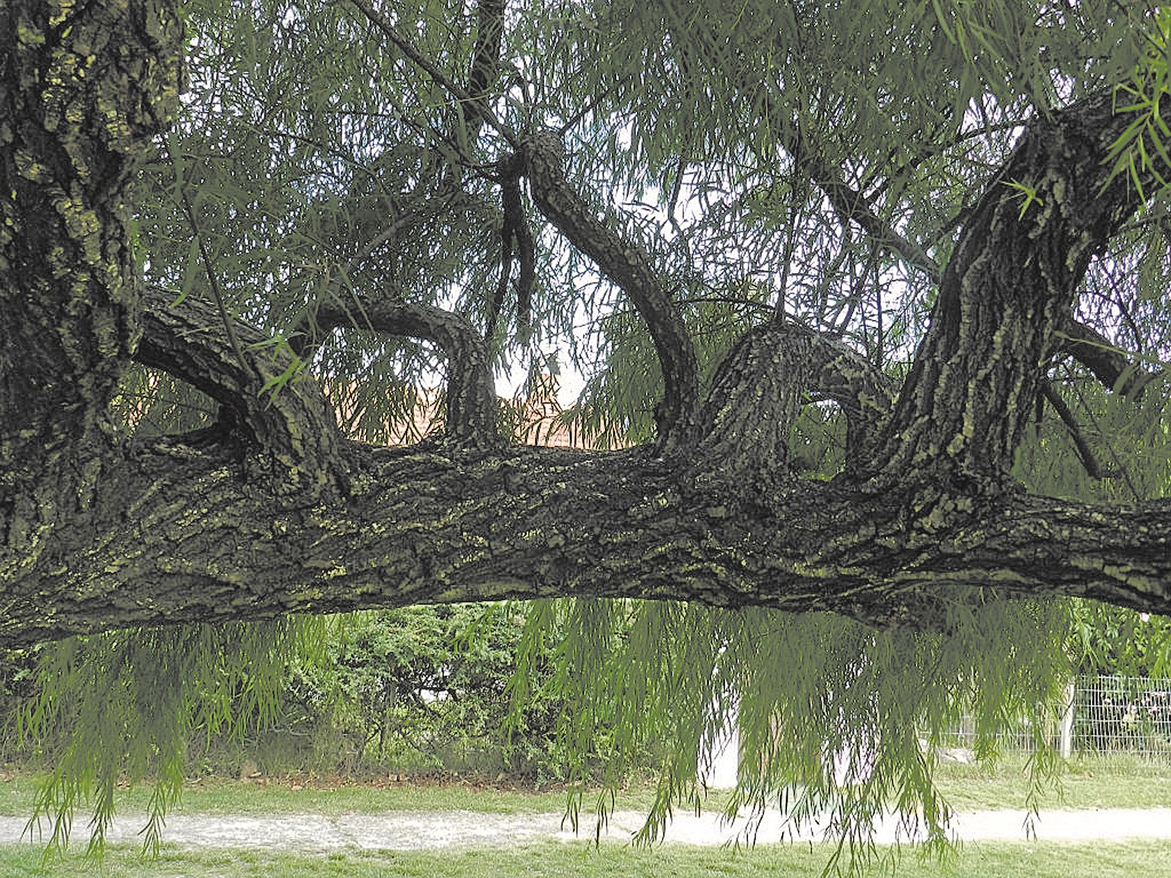 Plantas autóctonas el particular sauce criollo Diario Río Negro