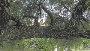 Plantas autóctonas: el particular sauce criollo