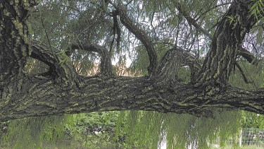 El sauce, tantas veces reconocido en nuestros ríos de la región. Una especie con una magia muy típica del país.