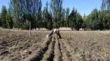 Imagen de En Junín de los Andes se producen alimentos sanos y a precios justos