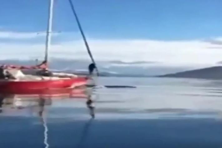 Denuncian a los navegantes de un velero que embistió a una ballena en el Canal de Beagle. Foto: captura de video
