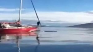 El Gobierno pidió información sobre la embarcación que embistió a una ballena en el Canal de Beagle
