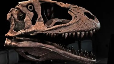 Meraxes se refiere al nombre de un dragón creado en la serie de libros “Canción de Hielo y Fuego” del escritor George R.R. Martin.