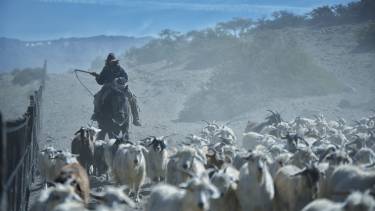 Un criancero del norte neuquino en pleno arreo de sus chivas. Foto: Martín Muñoz