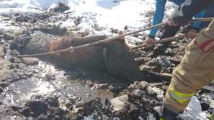 Rescataron a un caballo que estaba atrapado en un menuco en Tricao Malal