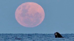 Puerto Madryn: fue a ver la superluna y mirá lo que filmó en el mar&#8230;