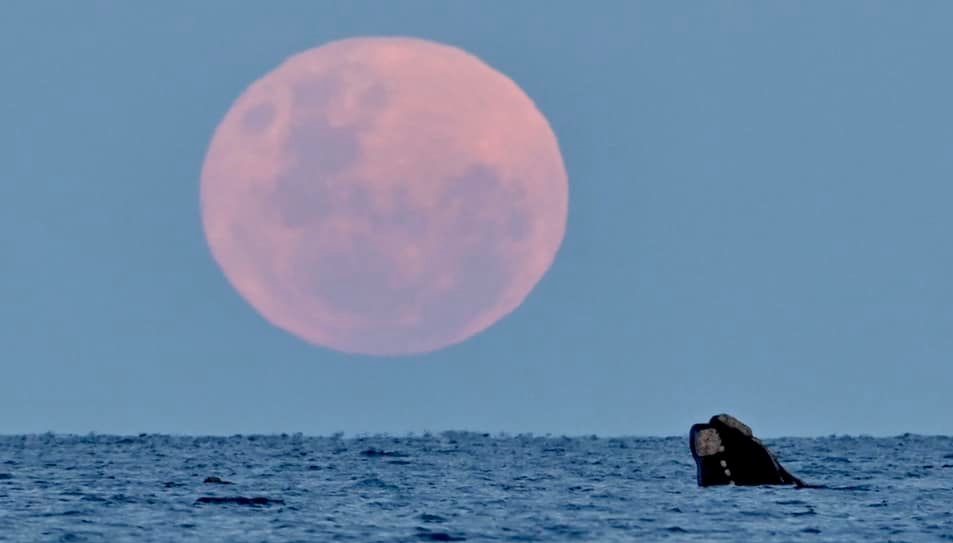 Impresionante. La "Superluna del Ciervo" y la ballena en Puerto Madryn: maravillas de la Patagonia.  Foto: Maxi Jonas.