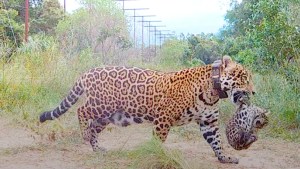 Nacieron dos yaguaretés silvestres en los esteros del Iberá, tras 70 años de extinción en Corrientes