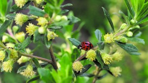 Plantas autóctonas: Chilca, la especie más nombrada