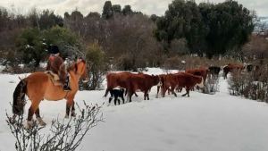 Un gauchito de ley: las vacaciones de invierno en el campo de Benja en Cholila