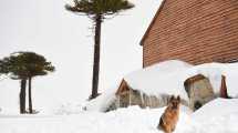 Imagen de Alerta por nevadas y viento blanco durante el fin de semana largo en Neuquén
