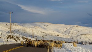 Norte neuquino: mirá qué belleza este viaje de Los Miches a Varvarco por caminos nevados