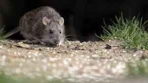 Hay aislados por el hantavirus en San Martín de los Andes, mientras sigue la investigación