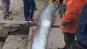 Video: Encontraron un pez remo en Arica y advirtieron un terrible augurio