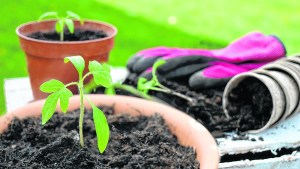 Jardín: 5 Tips fáciles y rápidos para cuidar las plantas del frío y las heladas