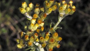 Plantas autóctonas: La “vira vira”, lejos de ser un yuyo