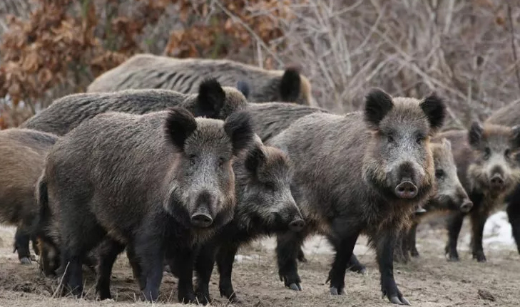 El jabalí es una especie que se introdujo en nuestro país hace años. Hoy la superpoblación pone en riesgo campos y fauna autóctona.