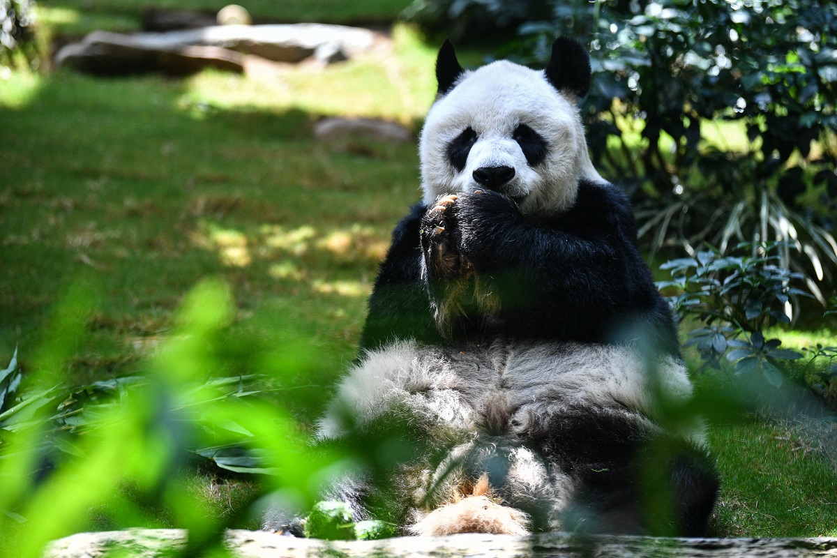 Murió en Hong Kong el oso panda gigante macho más viejo de la historia. 



Foto: AFP | Télam 