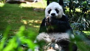 Murió el panda macho en cautiverio más longevo del mundo