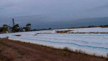 Los productores comenzaron a vender soja a partir del nuevo dólar diferencial. 
