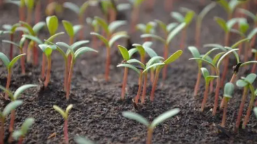 Qué se puede sembrar en julio en la región