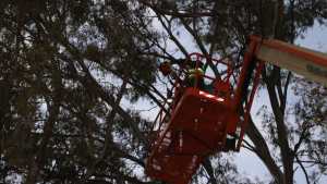 Habrá cortes al tránsito este mes en el centro de Neuquén por la poda correctiva de eucaliptos