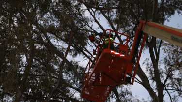 El Municipio de Neuquén explicó que la poda es para el  cuidado del árbol y seguridad del peatón y para quienes transitan en vehículo. Foto: Gentileza
