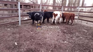 Les robaron 35 vacas a crianceros de Neuquén: dos detenidos y se recuperaron algunos animales