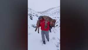 Identificaron y sancionaron a los responsables de cazar pumas en Buta Ranquil