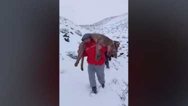 Tras la difusión de las imágenes se inició una investigación por la matanza de pumas. Foto: Captura video 