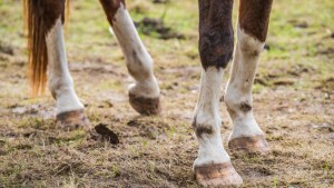 Robaron un potrillo y arrojaron sus restos sobre las calles de un barrio de la zona oeste de Roca