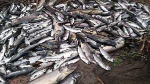 Solicitaron informes desde la Legislatura por la muerte de peces en Junín de los Andes