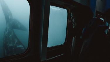 Desde las ventanillas del semisumergible se aprecia en plenitud a las ballenas en la costa de Chubut, pura magia de la Patagonia. 