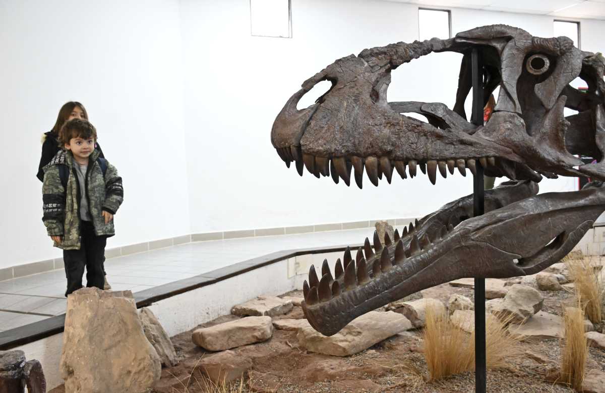 El Meraxes fue presentado en el museo de Villa El Chocón, localidad donde fue encontrado en 2012. (Foto Florencia Salto).-