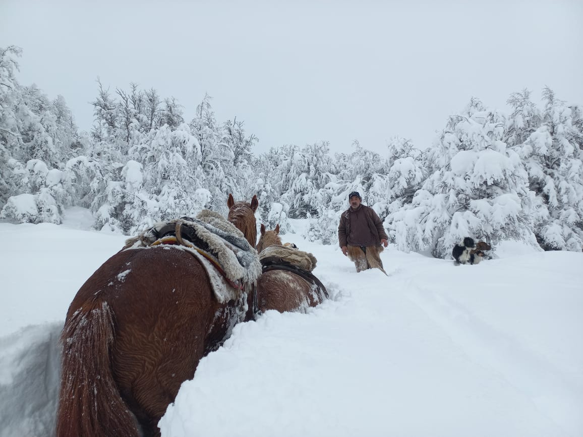 A puro esfuerzo, en medio del temporal de nieve en la Patagonia, Don Aladino y Ramiro abrieron camino para rescatar caballos y llegar hasta las vacas al pie de la Cordillera de los Andes. Foto: Ramiro Bilbao. 